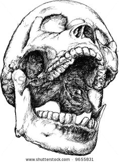 Skull Drawing Mouth Open 437 Best Skull Reference Images In 2019 Skulls Skull Bones Bones