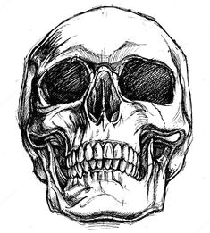 Skull Drawing On Black Paper Vector Black and White Illustration Of Human Skull with A Lower Jaw