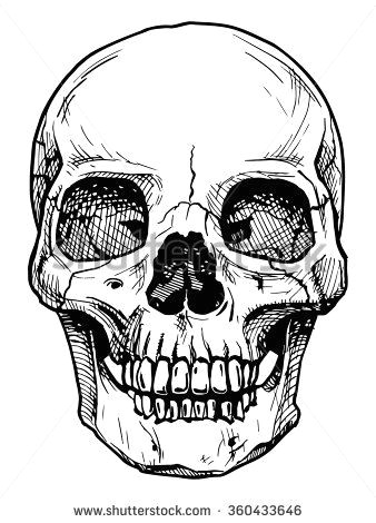 Skull Drawing On Black Paper Vector Black and White Illustration Of Human Skull with A Lower Jaw