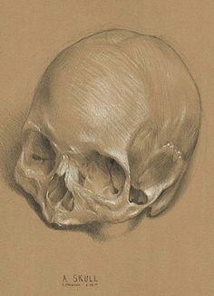Skull Drawing On toned Paper 6434 Best Pencil Pen Charcoal Images In 2019