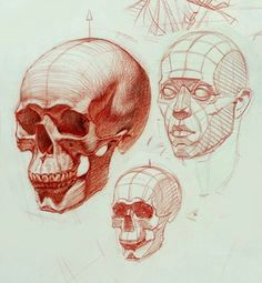 Skull Drawing Practice 139 Best Skull Drawing Anatomy Images Drawing Faces Pencil