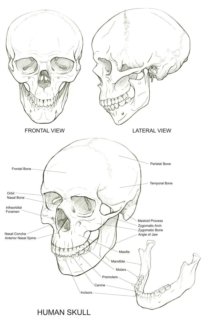 Skull Drawing Practice Skull Reference Drawing Techniques Drawi