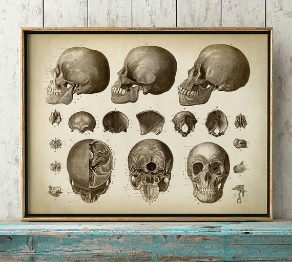 Skull Drawing Printable Anatomy Print Skull Print Head Print Cranium Anatomical Drawing