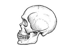 Skull Drawing Profile 48 Best Scull Drawing Images