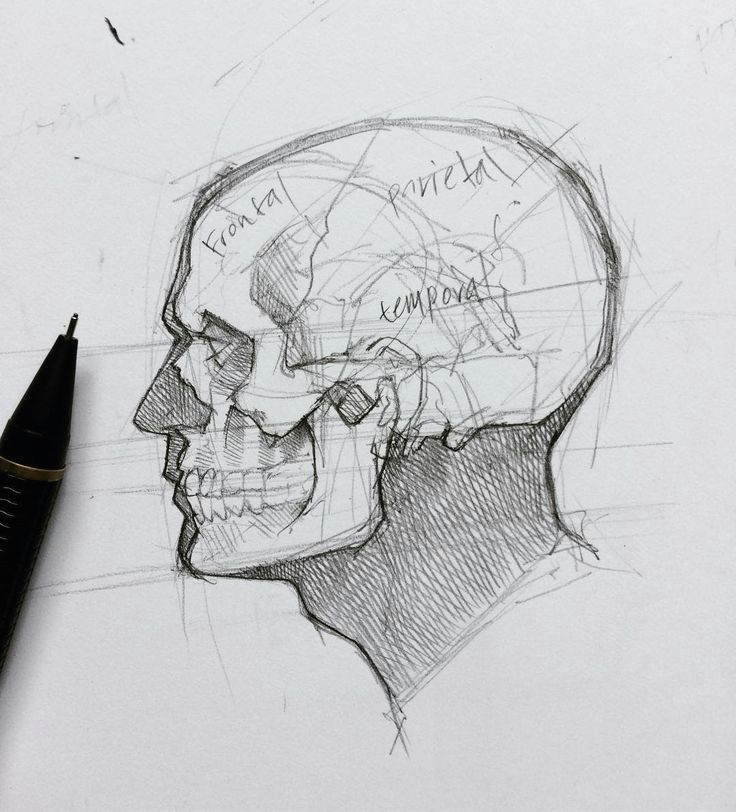 Skull Drawing Profile 600 Best I Eµ Images On Pinterest Drawings Drawings Of and Faces