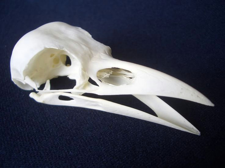 Skull Drawing Profile Crow Skull Profile Google Search Skull Skull Crow Skull Crow