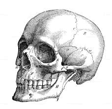 Skull Drawing Profile Image Result for Skull Profile Art Illustration Drawings Skull Art