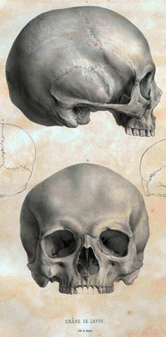 Skull Drawing Really Easy 139 Best Skull Drawing Anatomy Images Drawing Faces Pencil