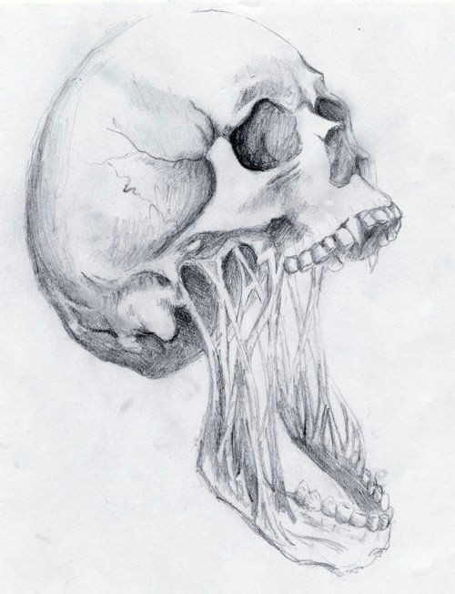 Skull Drawing Ref Summerdreamz Ink Life Pinterest Drawings Skull Art and Art