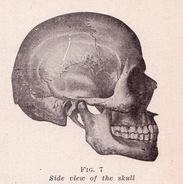 Skull Drawing Side Skull Side View Halloween Skull Skull Side View Drawings