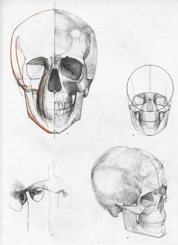 Skull Drawing Study Head Anatomy Head Anatomy Pinterest Head Anatomy Anatomy and