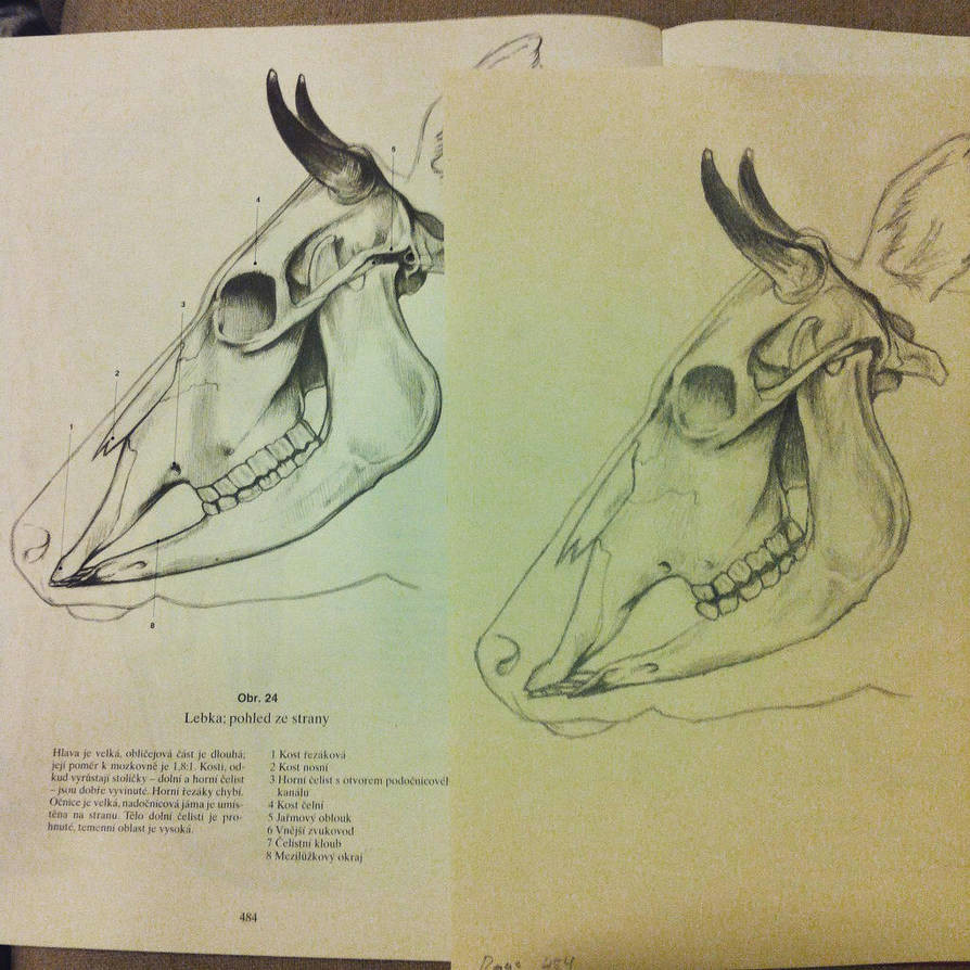 Skull Drawing Study Study On Cow Skull Anatomy by P1mpcan3 On Deviantart