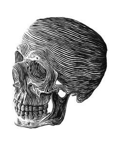 Skull Drawing with Labels 611 Best Skull Art Images Skulls Drawings Illustrations