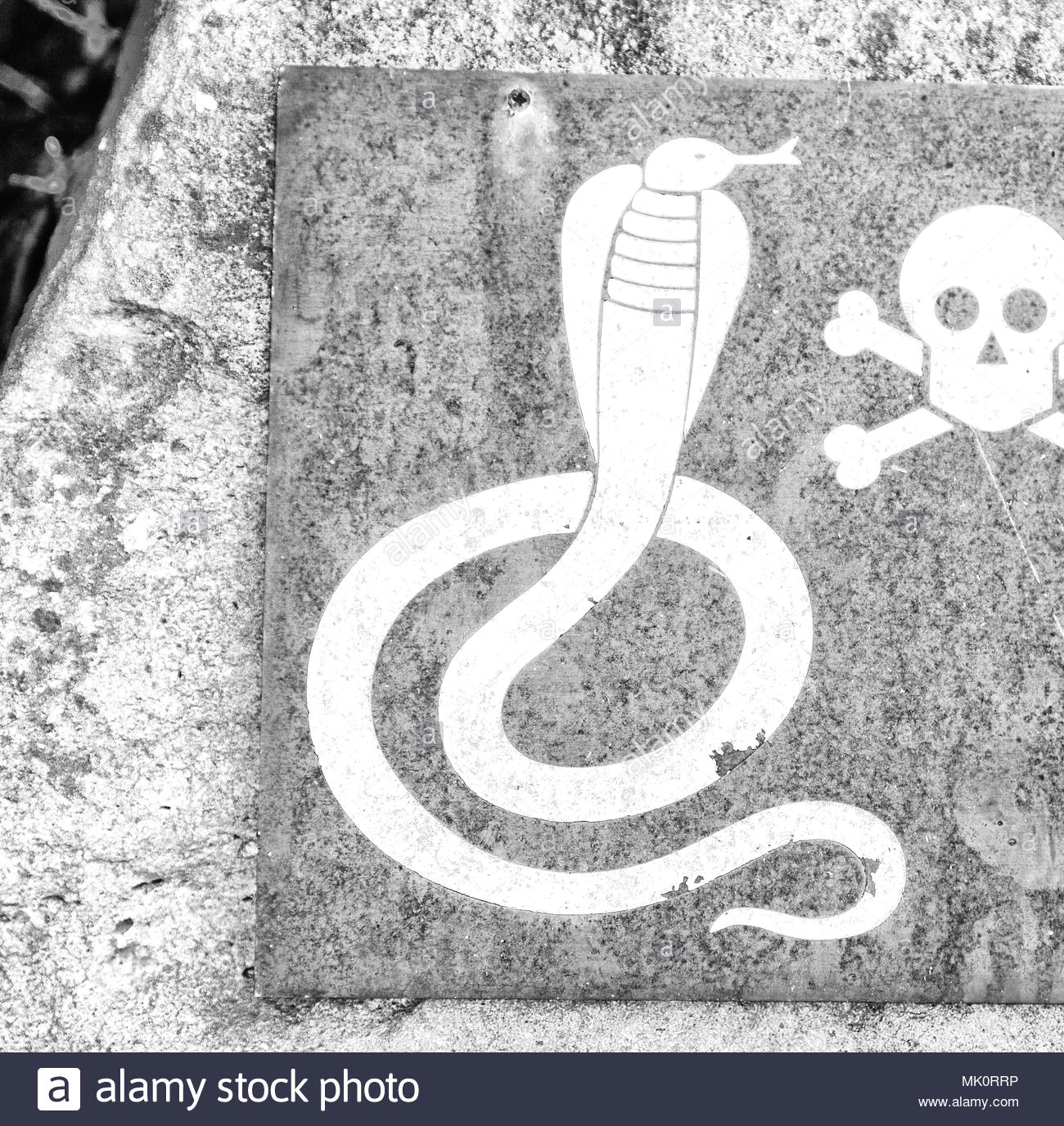 Skull Drawing with Snake Snake Bite Africa Black and White Stock Photos Images Alamy