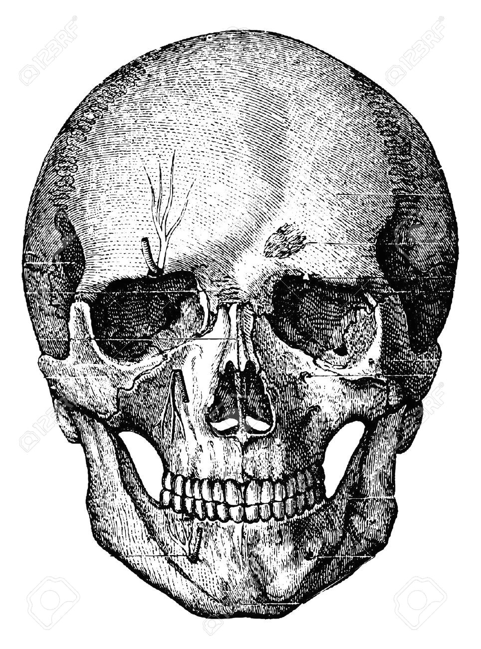 Skull without Jaw Drawing Bony Skeleton Of the Face and the Anterior Part Of the Skull Art