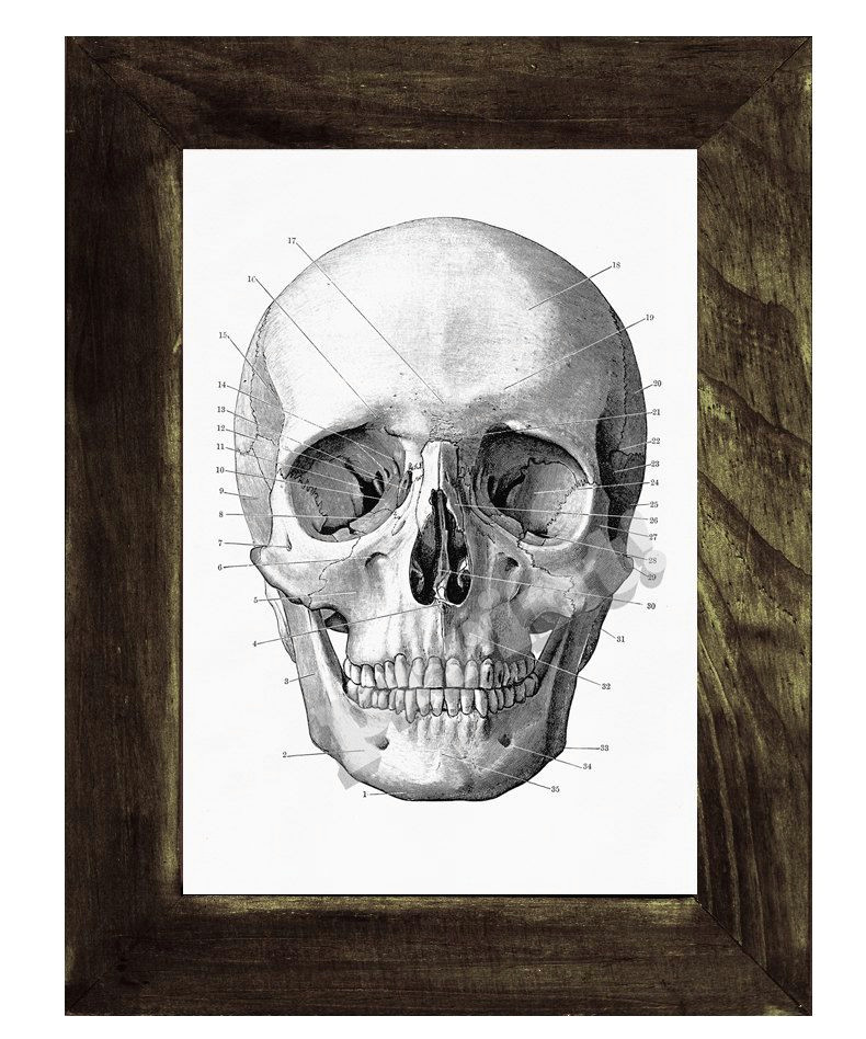 Skull without Jaw Drawing Human Skull Print In Black Anatomical Wall Art Decor Ska011wa4