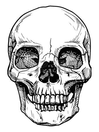 Skulls Drawing In Pencil Skull Drawing Vector Black and White Illustration Of Human Skull
