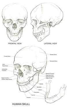 Skulls Drawing Reference 437 Best Skull Reference Images In 2019 Skulls Skull Bones Bones