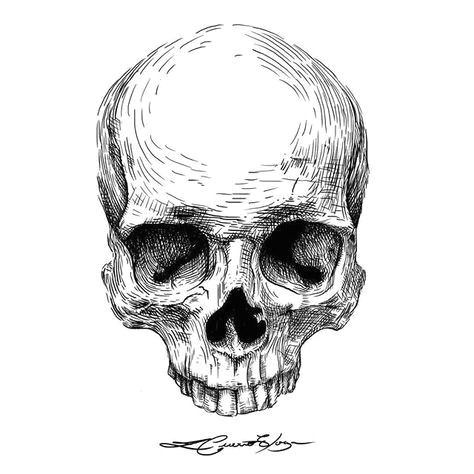 Skulls Drawing Reference Cra Nio Novo Ilustracao Illustration Digitalart Bw Calavera