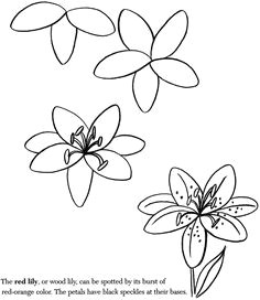 Small Flowers Drawing Easy 87 Best How to Draw Flowers Plants Images Drawing Flowers