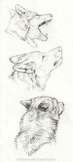 Speed Drawing Of A Wolf 15 Best Wolf Drawings Images Wolves Drawings Mythological Creatures