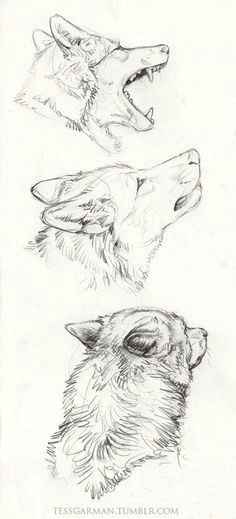 Speed Drawing Of A Wolf 15 Best Wolf Drawings Images Wolves Drawings Mythological Creatures