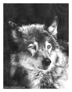 Speed Drawing Realistic Wolf 109 Best Wolf Images Wolf Drawings Art Drawings Draw Animals