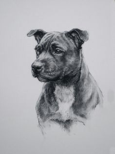 Staffy Dog Drawing 172 Best English Staffordshire Dogs Staffies Images In 2019