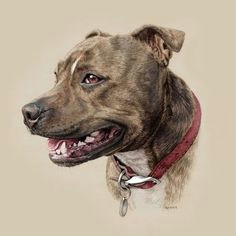 Staffy Dog Drawing 98 Best Staffies Images Nanny Dog Vintage Dog Pitt Bulls