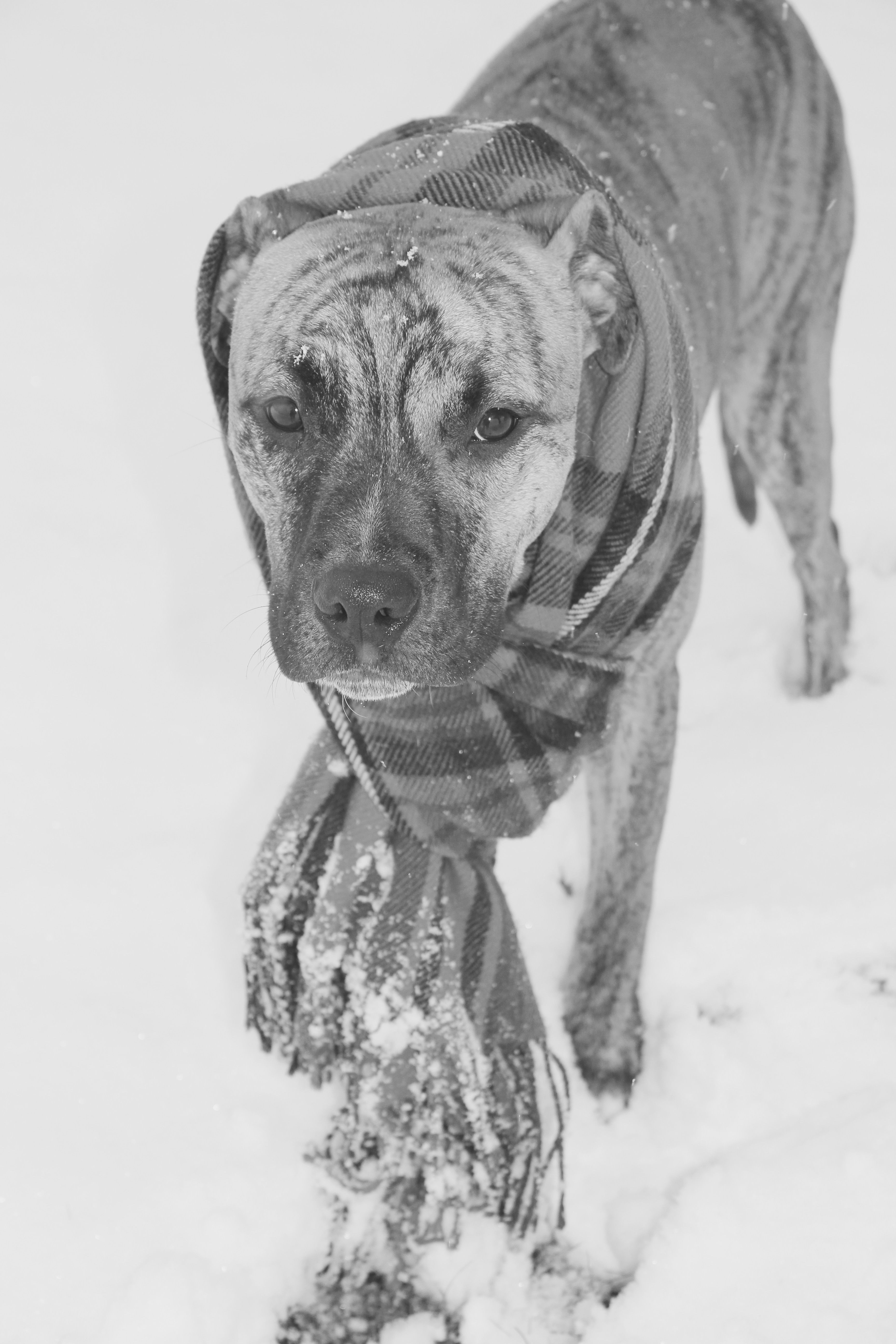 Staffy Dog Drawing Brindle Pitbull Staffy Stafforshire Terrier In the Snow Puppy