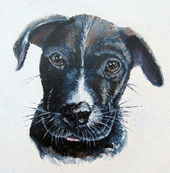 Staffy Dog Drawing Staffy Puppy Dog Portrait Commission 2016 Claire Cassady Artist