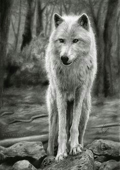 Step by Step Drawing A Realistic Wolf 180 Best Wolf Drawings Images Drawing Techniques Drawing