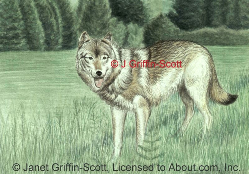 Step by Step Drawing A Realistic Wolf How to Draw A Wolf In Colored Pencil