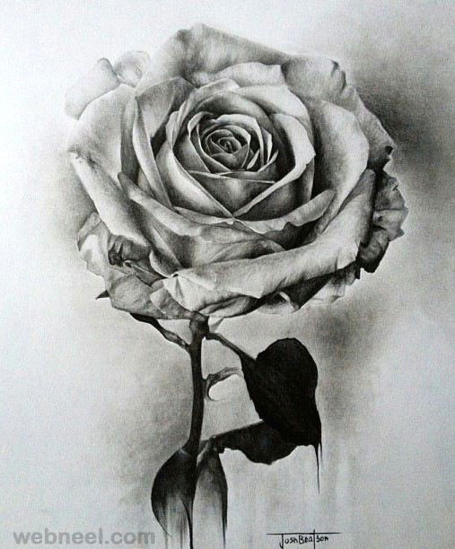 Step by Step Drawing Of A Rose Realistically 25 Beautiful Rose Drawings and Paintings for Your Inspiration