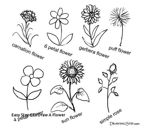 Steps for Drawing A Rose Easy Steps to Draw A Flower Prslide Com