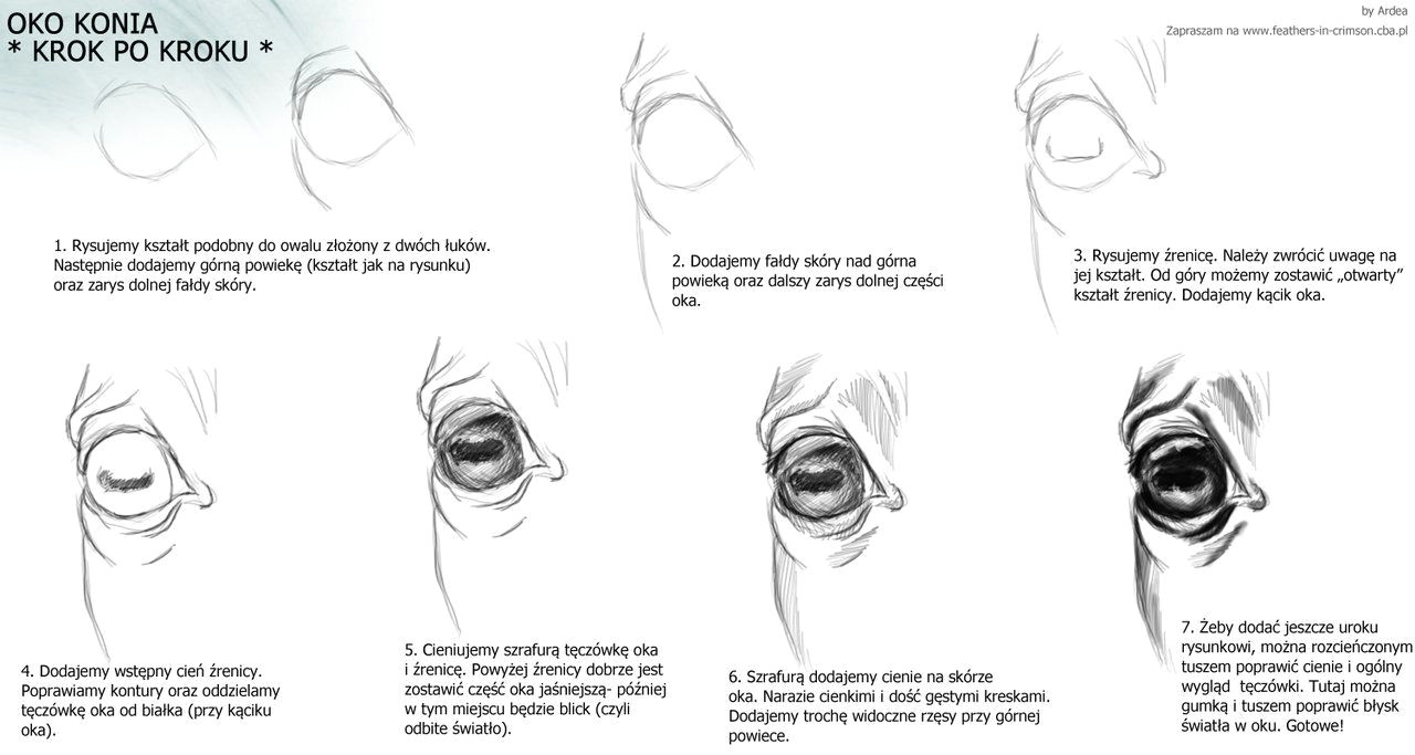 Steps In Drawing An Eye Horse Eye Animal Reference In 2019 Horse Drawings Drawings