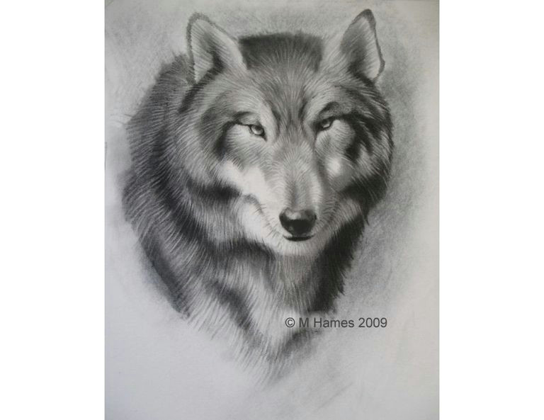 Steps Of Drawing A Gray Wolf A Step by Step Guide Of How to Draw A Wolf