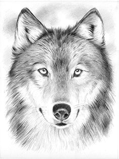 Steps Of Drawing A Gray Wolf Drawing How to Draw A Angry Wolf Face with How to Draw A Wolf Face