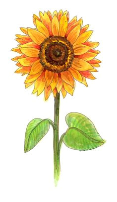 Sunflowers Drawing Easy 84 Best Sunflower Drawing Images In 2019 How to Paint Sunflowers