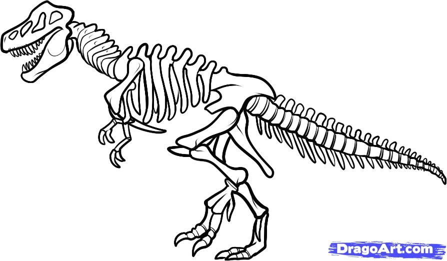 T Rex Drawing Easy How to Draw Dinosaurs How to Draw A Dinosaur Skeleton Dinosaur