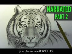 Tiger Drawing Easy Youtube 82 Best Tigers Drawing and Painting Tigers Images Tiger Drawing