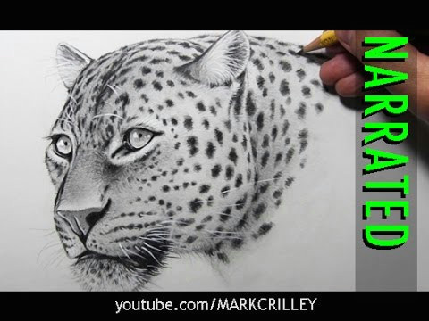 Tiger Drawing Easy Youtube How to Draw A Leopard Narrated Step by Step Youtube