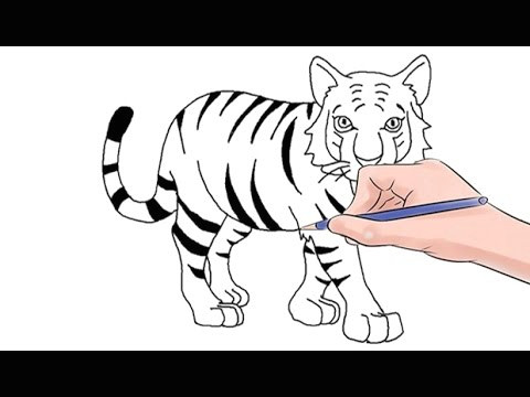 Tiger Drawing Easy Youtube How to Draw A Tiger Easy Step by Youtube Coloring Page Hqdefault