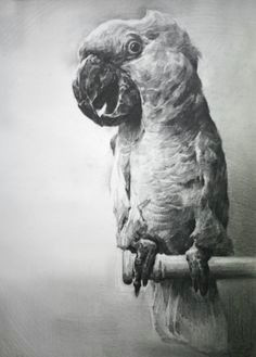 Tonal Drawing Of A Dog 45 Best tonal Drawing Images Pencil Art Pencil Drawings Sketches