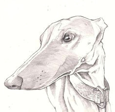 Tonal Drawing Of A Dog 55 Best Greyhound Art Images Greyhound Art Greyhounds Dog Portraits