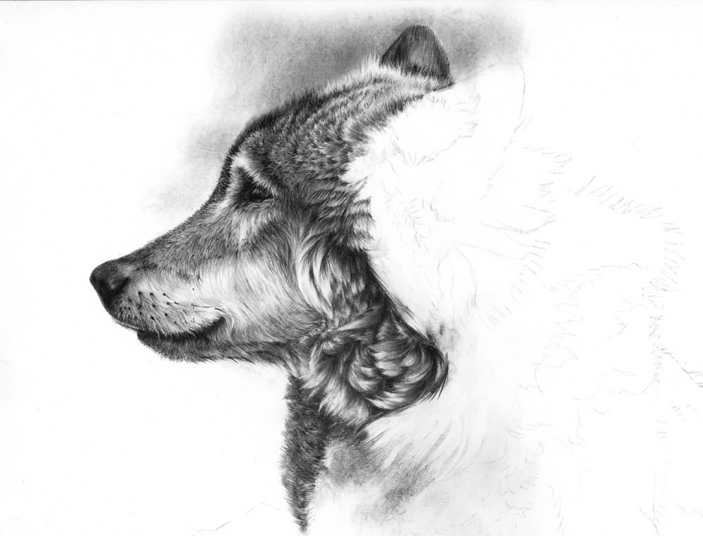 Tonal Drawing Of A Dog 6 tonal Drawing Cup for Free Download On Ayoqq org