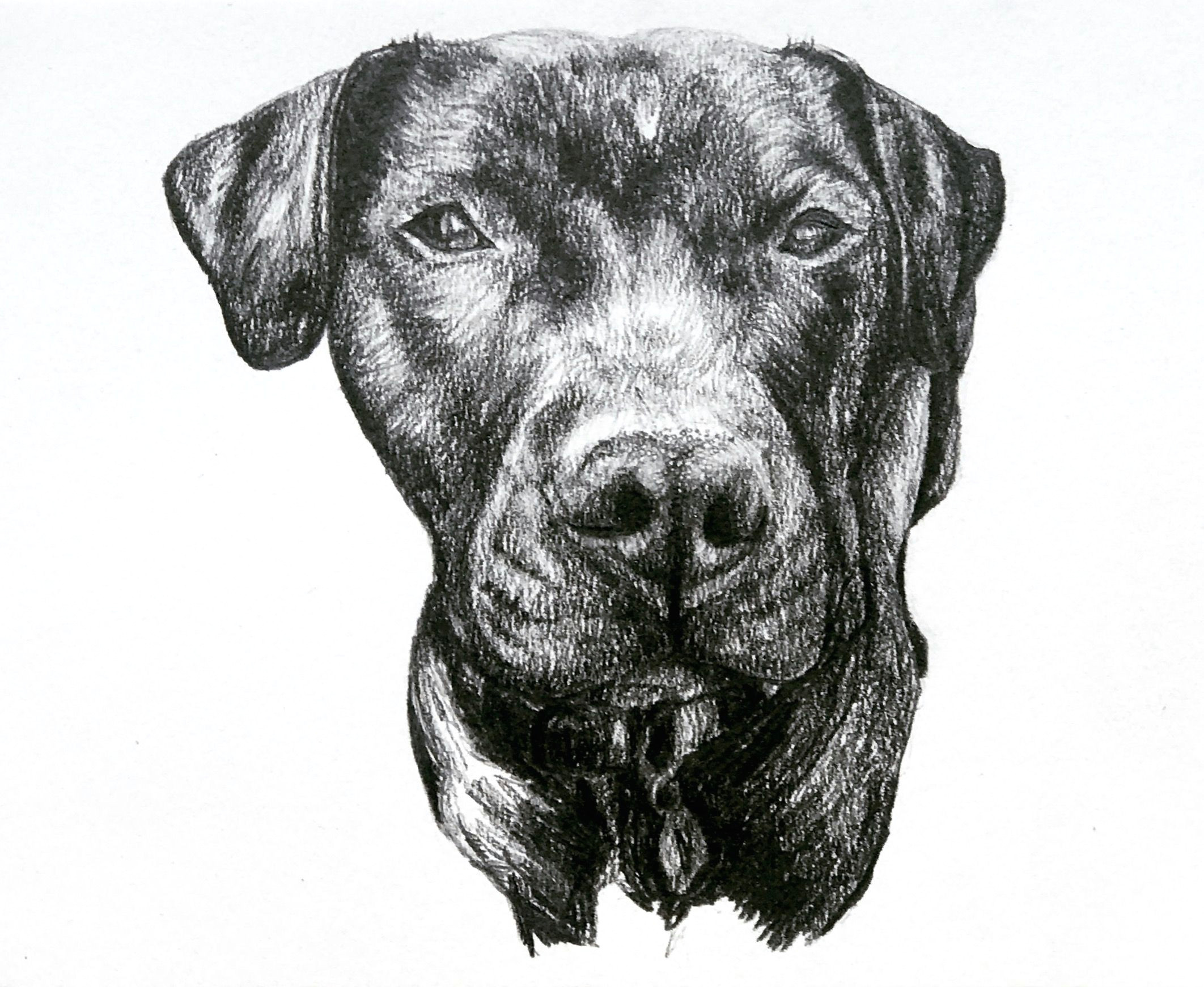 Tonal Drawing Of A Dog 6 tonal Drawing Cup for Free Download On Ayoqq org