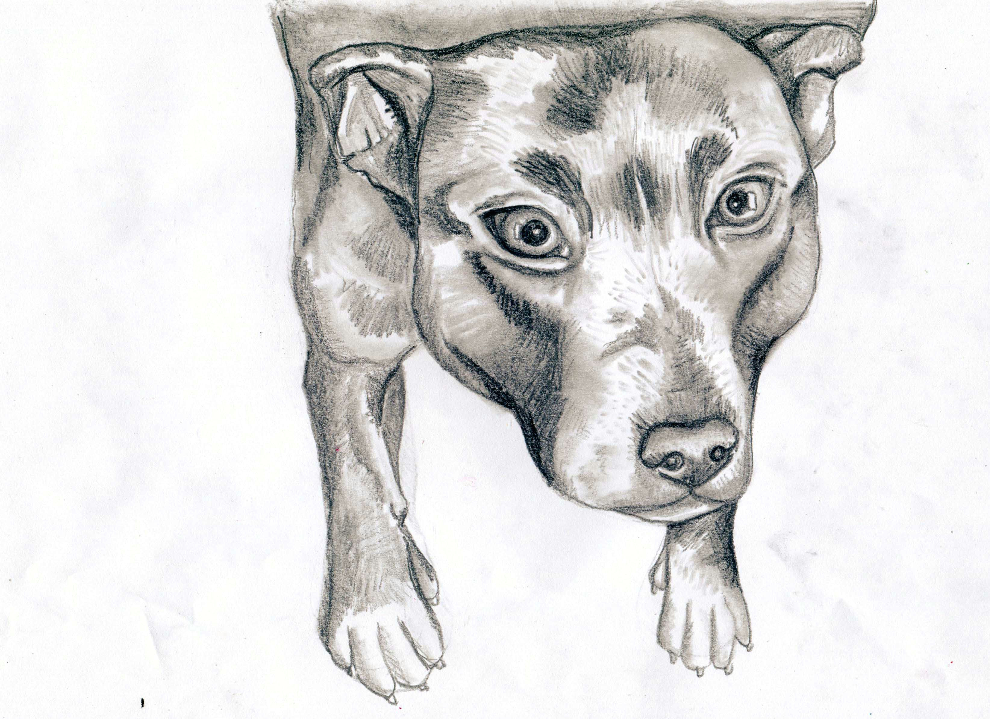 Tonal Drawing Of A Dog tonal Drawing Free Download On Ayoqq org