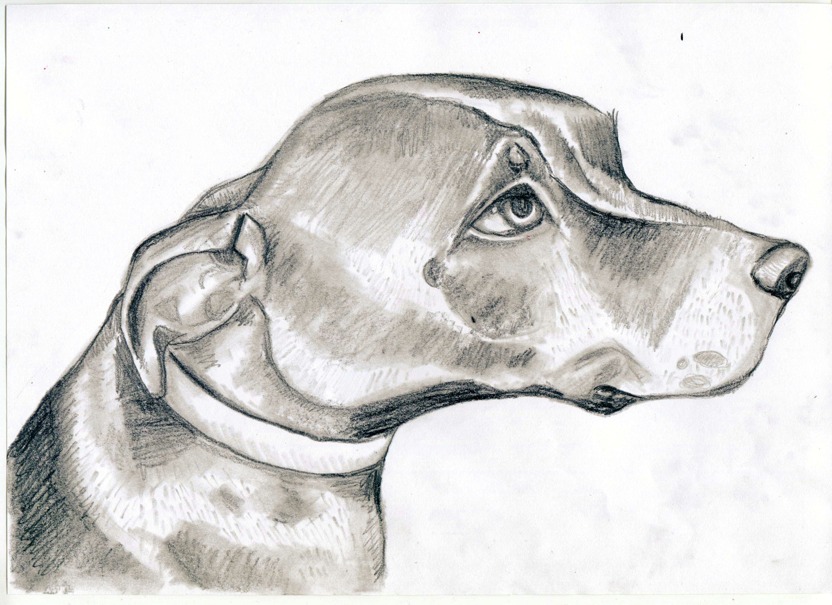 Tonal Drawing Of A Dog tonal Drawing Free Download On Ayoqq org