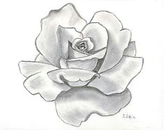 Tonal Drawing Of A Rose 25 Best Value Shading Images Drawings Drawing S Art Drawings